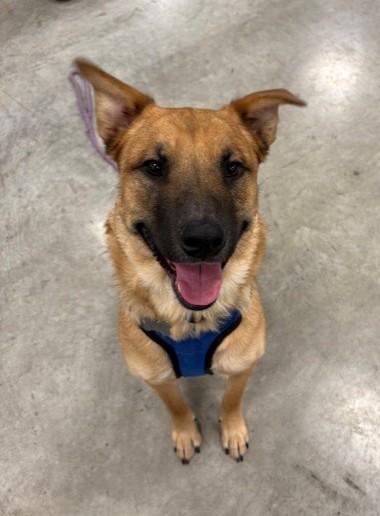 Rumi, an adoptable Shepherd in Pasco, WA, 99301 | Photo Image 2