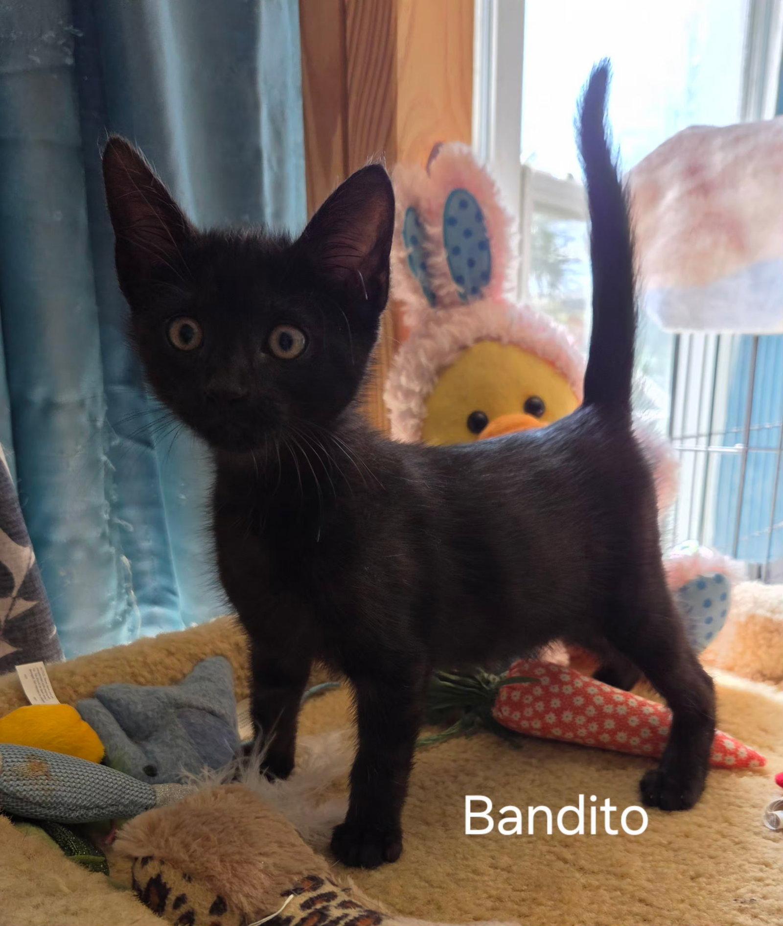 Enlarge Bandito, a Adopted Domestic Short Hair in Oviedo, FL image 1/1
