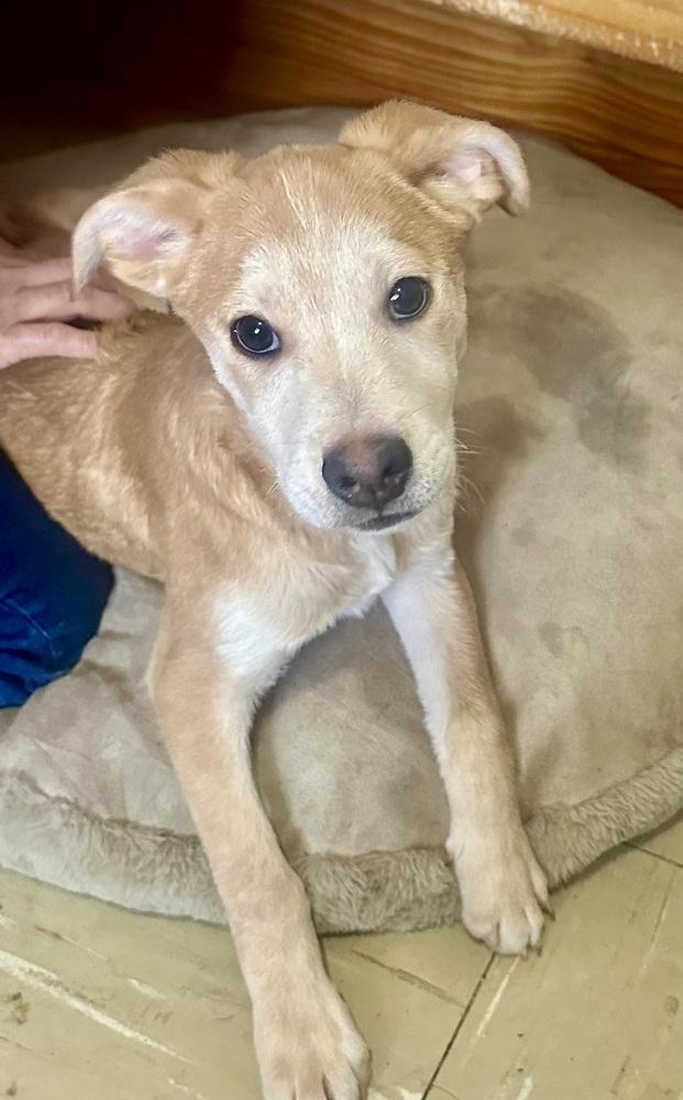 Mango, Adoptable, Puppy Male Labrador Retriever.