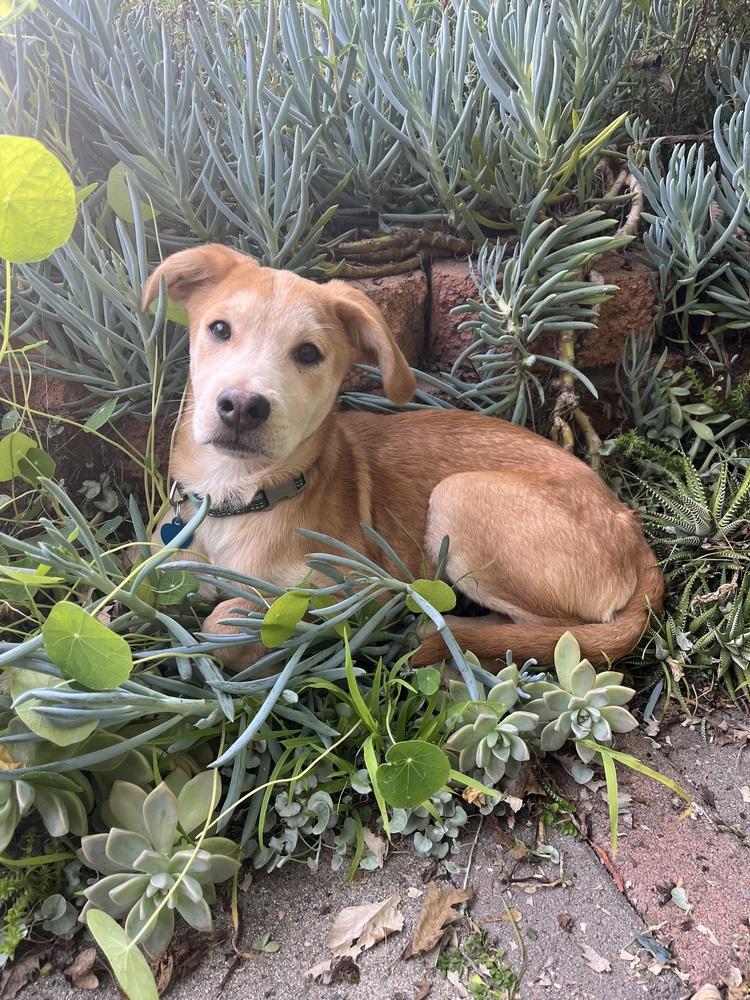 Enlarge Mango, a Adoptable mixed breed in Escondido, CA image 1/6