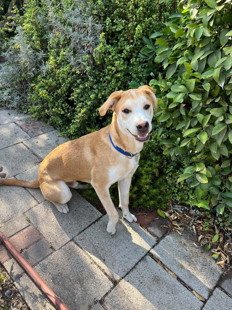 Mango, a Adoptable mixed breed in Escondido, CA image 2/6