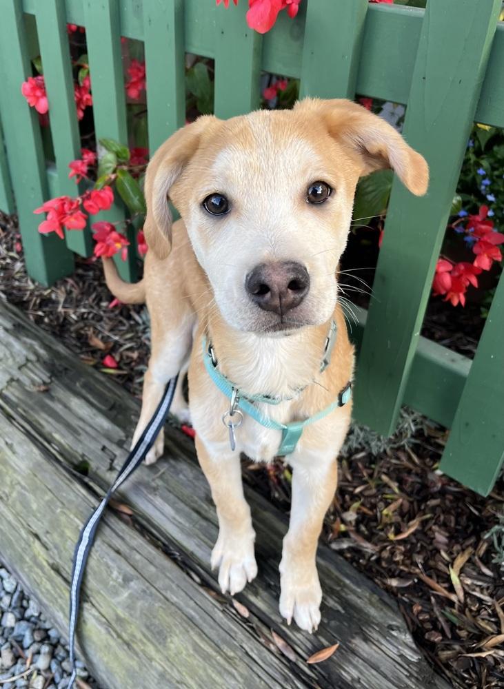 Enlarge Mango, a Adoptable mixed breed in Escondido, CA image 2/6