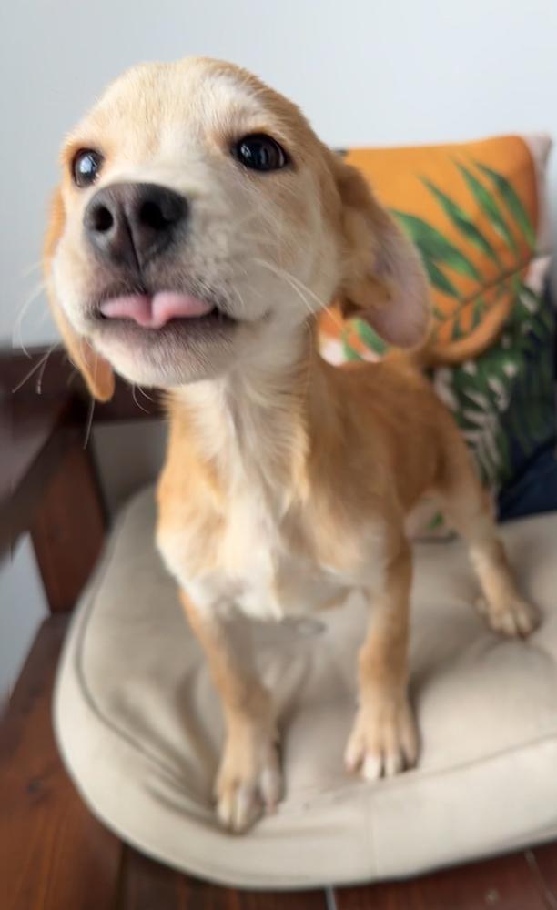 Mango, Adoptable, Puppy Male Labrador Retriever.
