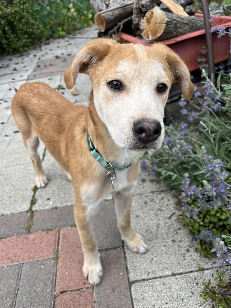 Enlarge Mango, a Adoptable mixed breed in Escondido, CA image 3/6