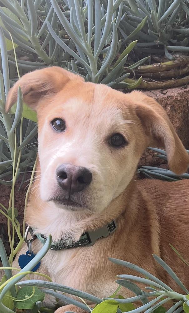 Enlarge Mango, a Adoptable mixed breed in Escondido, CA image 4/6