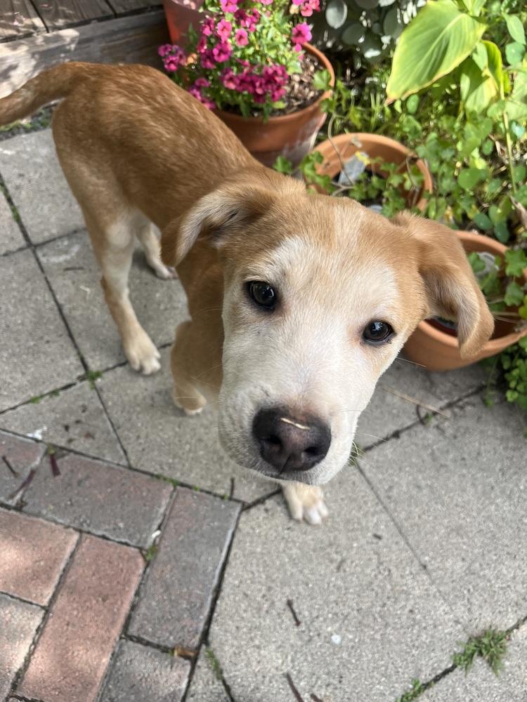 Enlarge Mango, a Adoptable mixed breed in Escondido, CA image 5/6