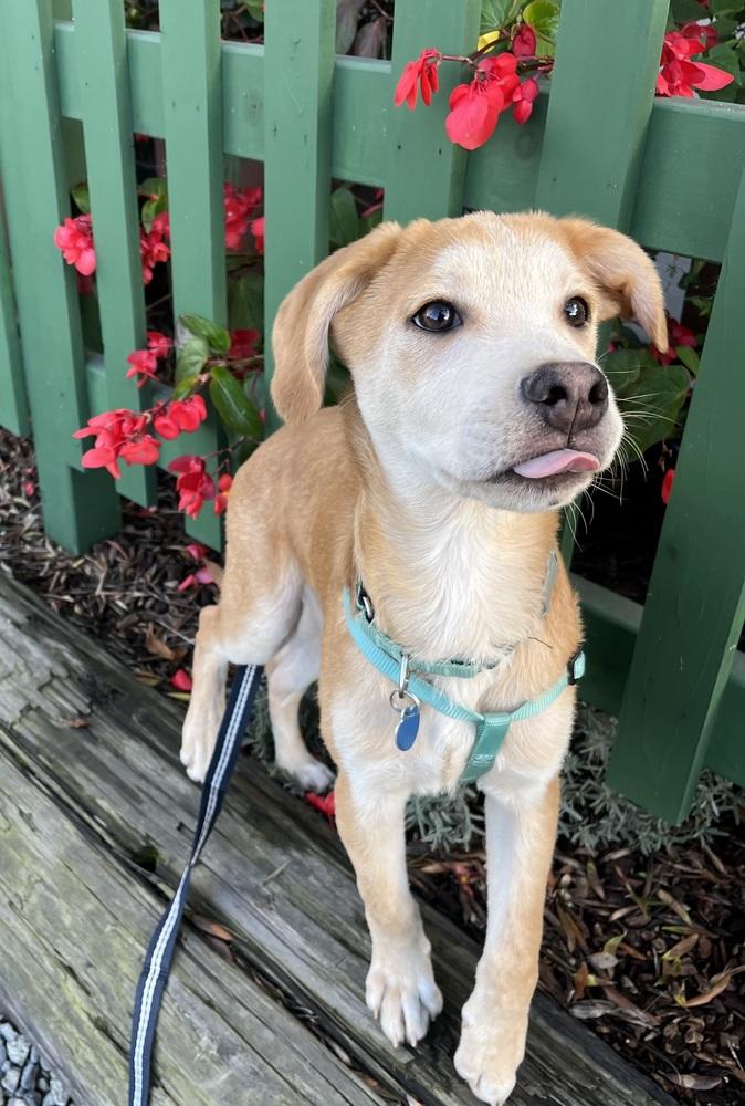 Enlarge Mango, a Adoptable mixed breed in Escondido, CA image 6/6