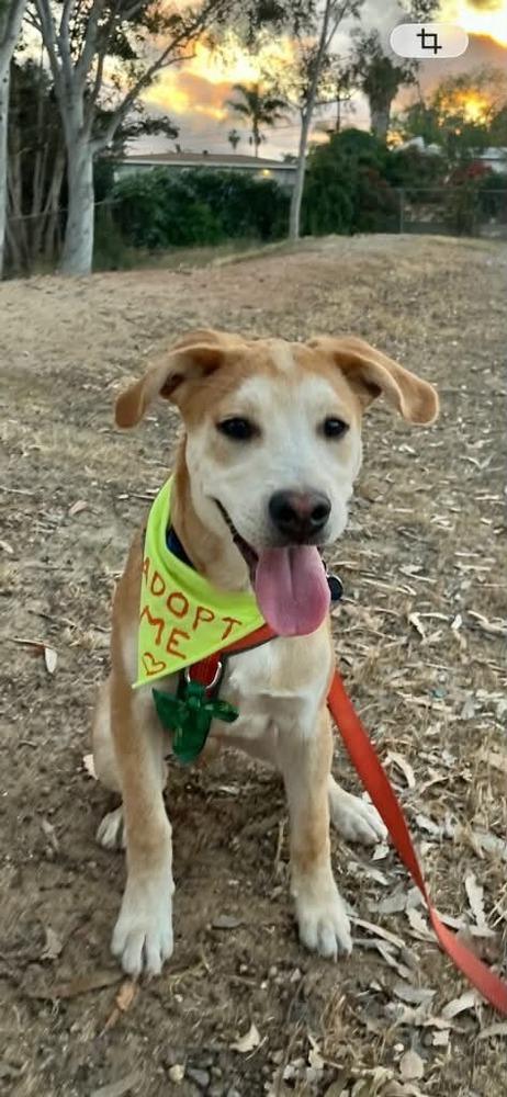Mango, a Adoptable mixed breed in Escondido, CA image 6/6