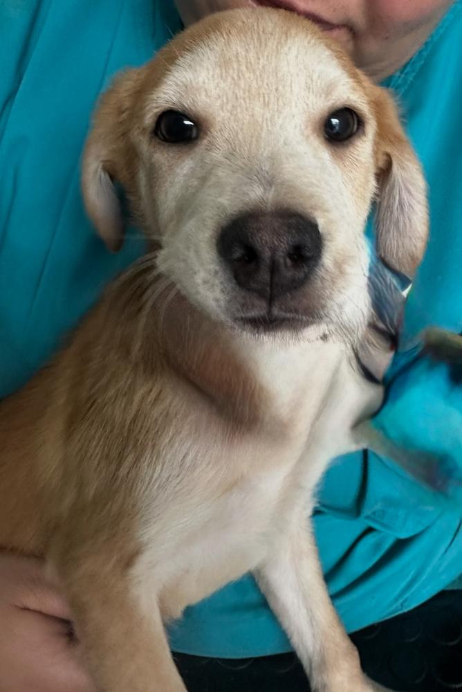 Enlarge Mango, a Adoptable mixed breed in Escondido, CA image 4/4