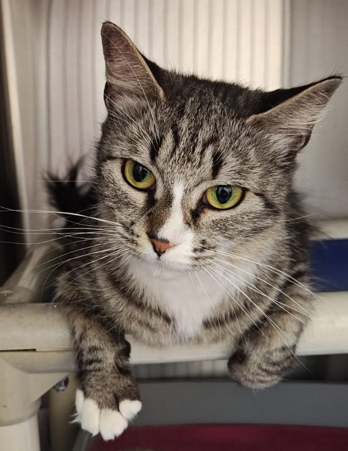 Enlarge Ashes , a ADOPTABLE Domestic Medium Hair in Wahpeton, ND image 3/4