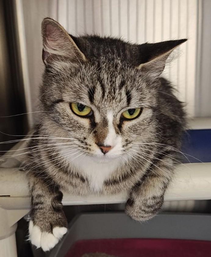 Enlarge Ashes , a ADOPTABLE Domestic Medium Hair in Wahpeton, ND image 4/4