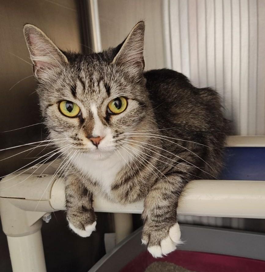 Ashes , ADOPTABLE, Adult Female Domestic Medium Hair.