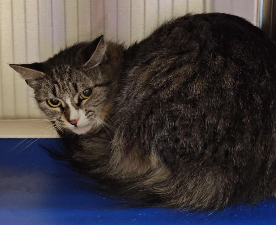 Enlarge Ashes , a ADOPTABLE Domestic Medium Hair in Wahpeton, ND image 1/1
