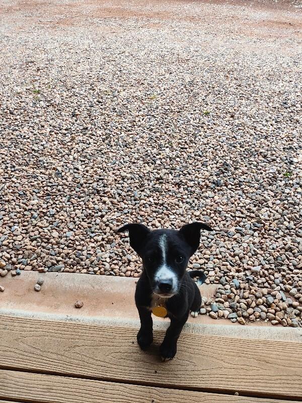 Enlarge Sadie, a Adoptable mixed breed in Westminster, CO image 1/4