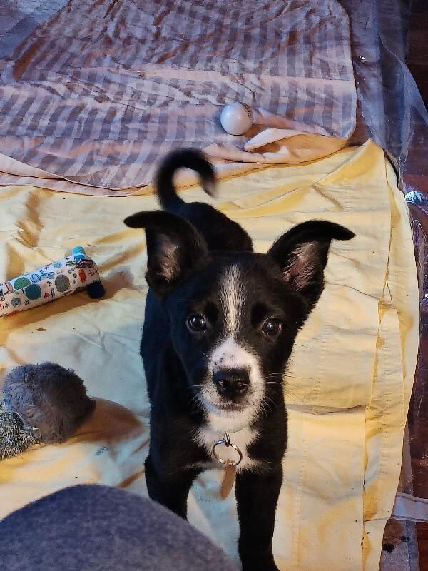 Enlarge Sadie, a Adoptable mixed breed in Westminster, CO image 3/4