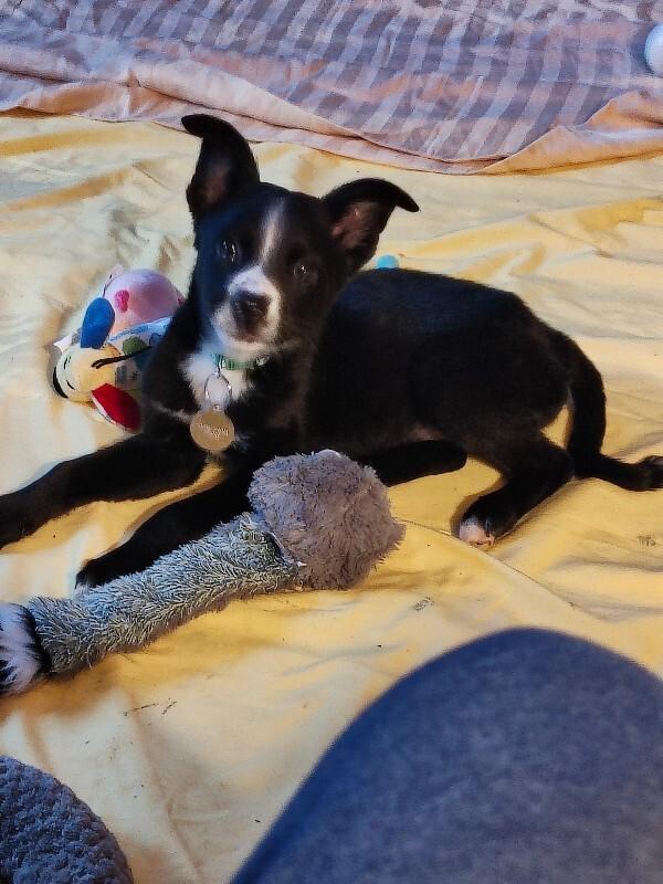 Enlarge Sadie, a Adoptable mixed breed in Westminster, CO image 4/4