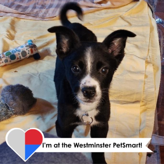 Enlarge Sadie, a Adoptable mixed breed in Westminster, CO image 2/4