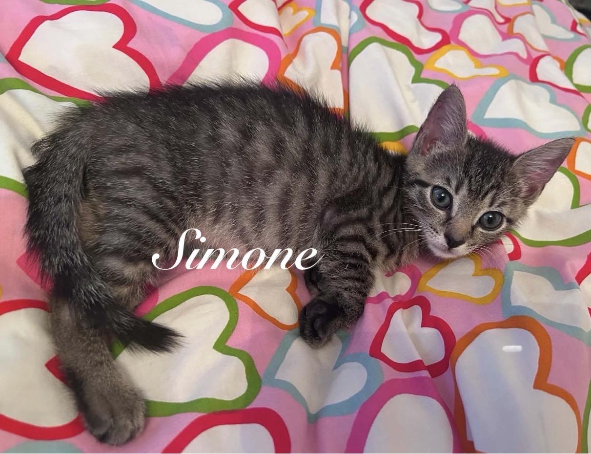 Enlarge Turia & Simone, an adopted mixed breed in Brooklyn , NY image 2/6