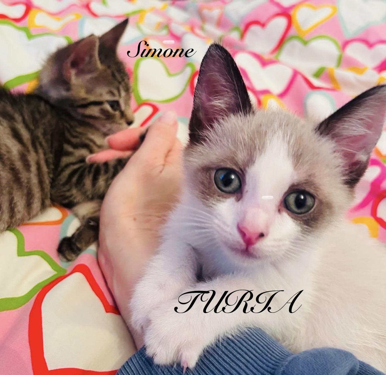 Enlarge Turia & Simone, an adopted mixed breed in Brooklyn , NY image 1/6