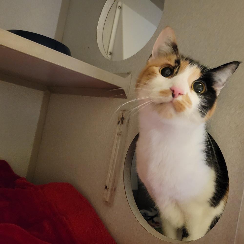 Lacy, ADOPTABLE, Adult Female Calico.