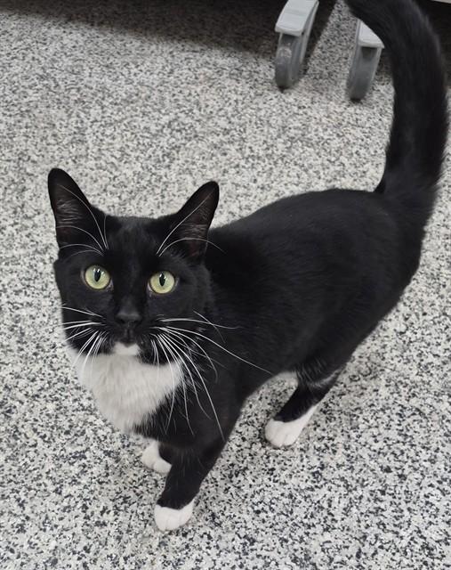 JASPER, Adoptable, Young Male Domestic Short Hair.