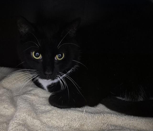 JASPER, Adoptable, Young Male Domestic Short Hair.