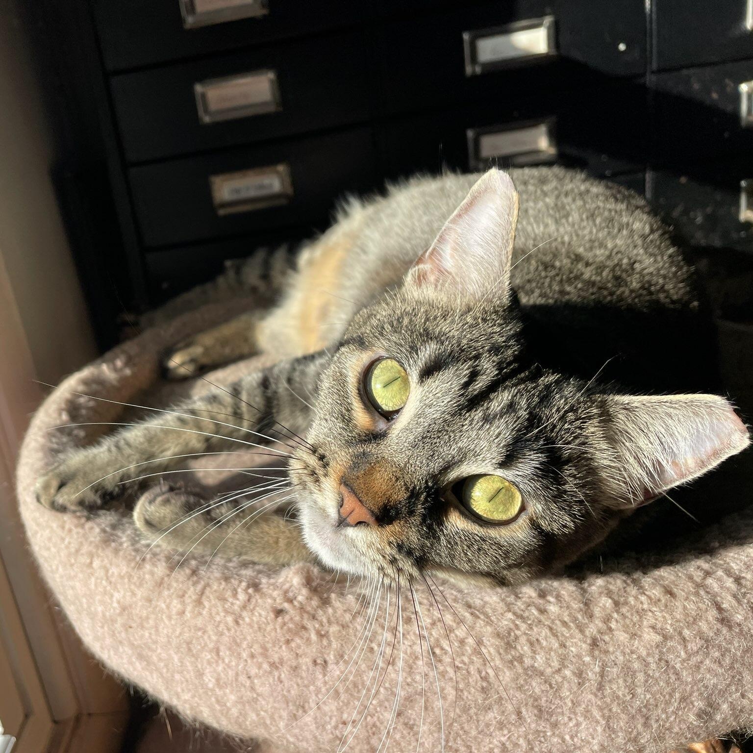 Veronica (Bonded with Gretchen), Adoptable, Adult Female Tabby.