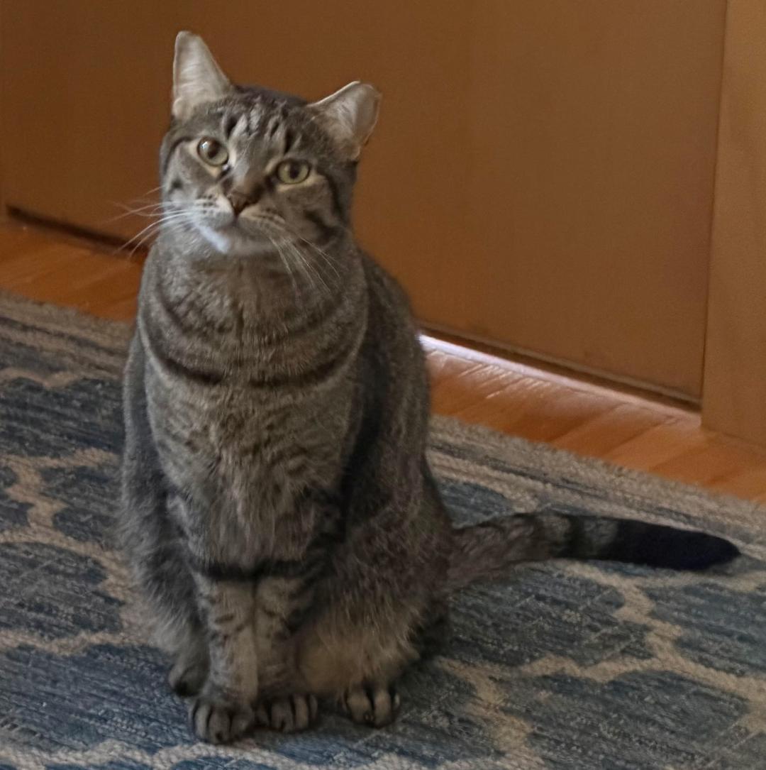 Enlarge Veronica (Bonded with Gretchen), a Adoptable Tabby in Crystal, MN image 2/5