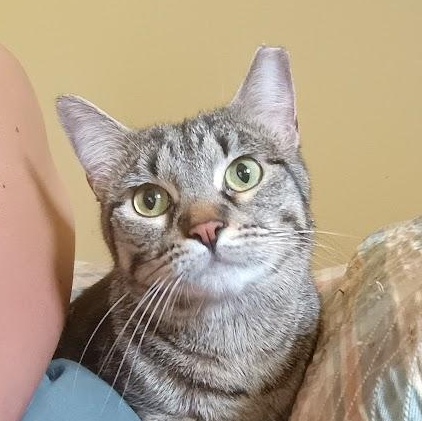 Enlarge Veronica (Bonded with Gretchen), a Adoptable Tabby in Crystal, MN image 3/5