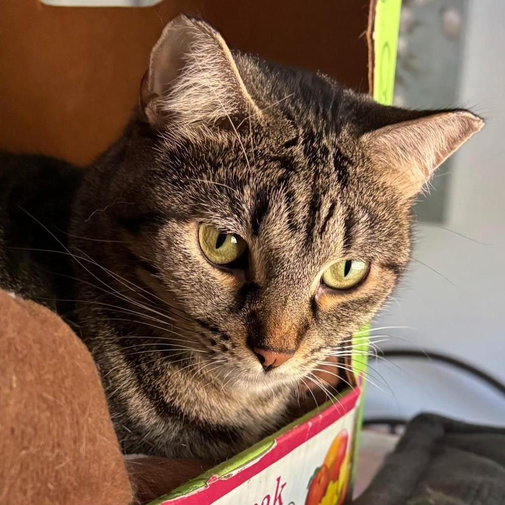 Enlarge Veronica (Bonded with Gretchen), a Adoptable Tabby in Crystal, MN image 4/5