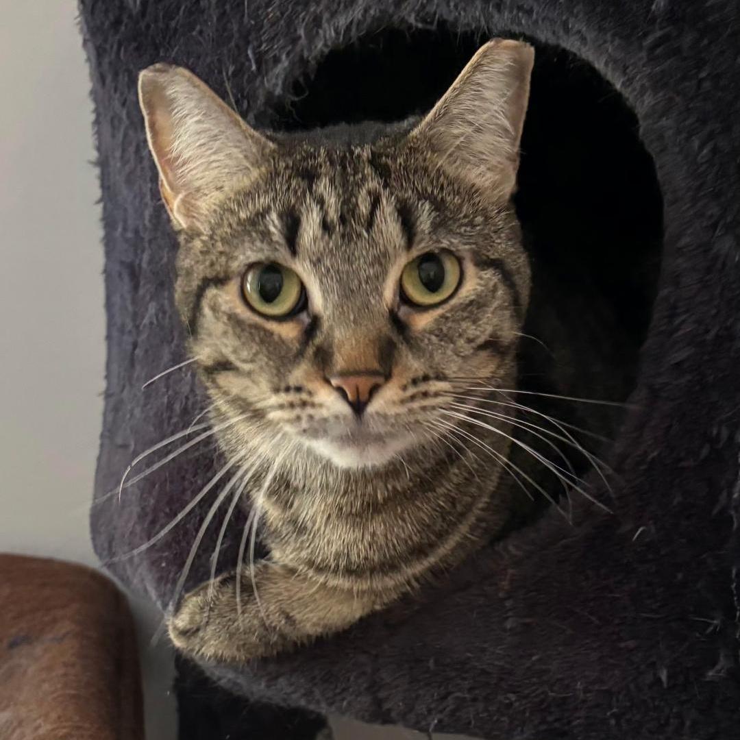 Enlarge Veronica (Bonded with Gretchen), a Adoptable Tabby in Crystal, MN image 5/5