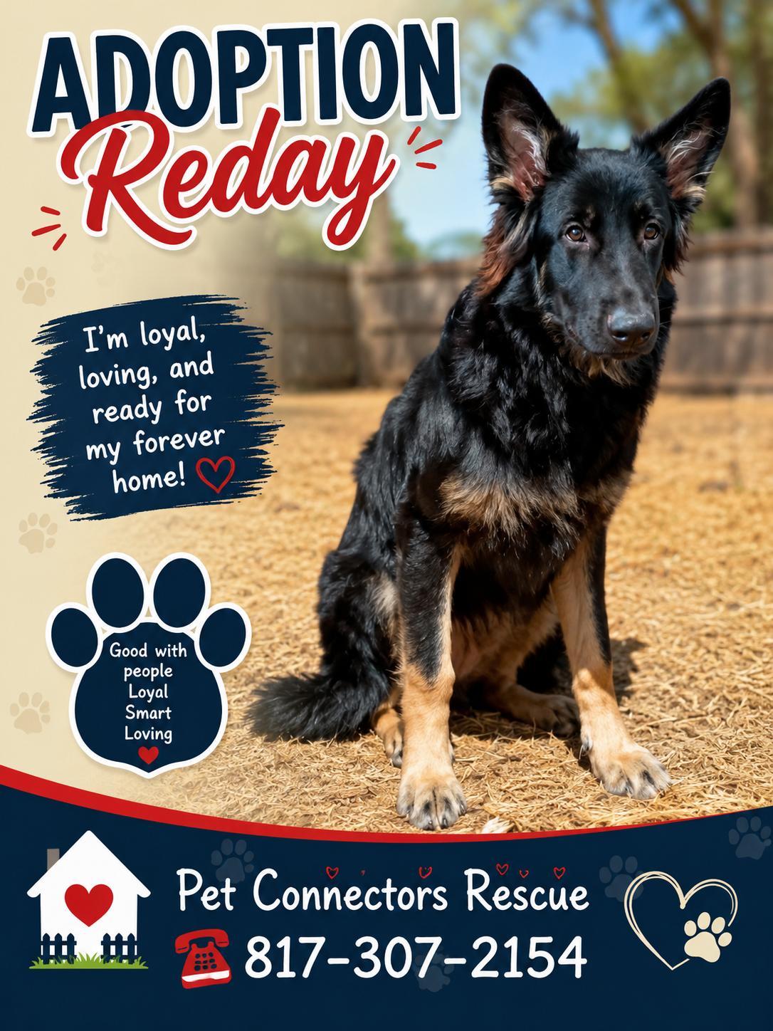 Cubby, Adopted, Puppy Female German Shepherd Dog.