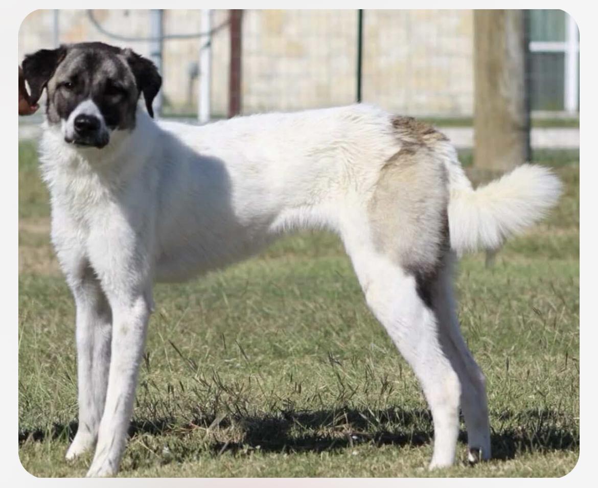 Enlarge Judy cs, a Adoptable mixed breed in Columbia, MD image 2/4