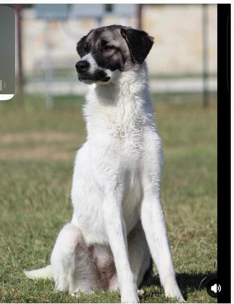 Enlarge Judy cs, a Adoptable mixed breed in Columbia, MD image 1/4