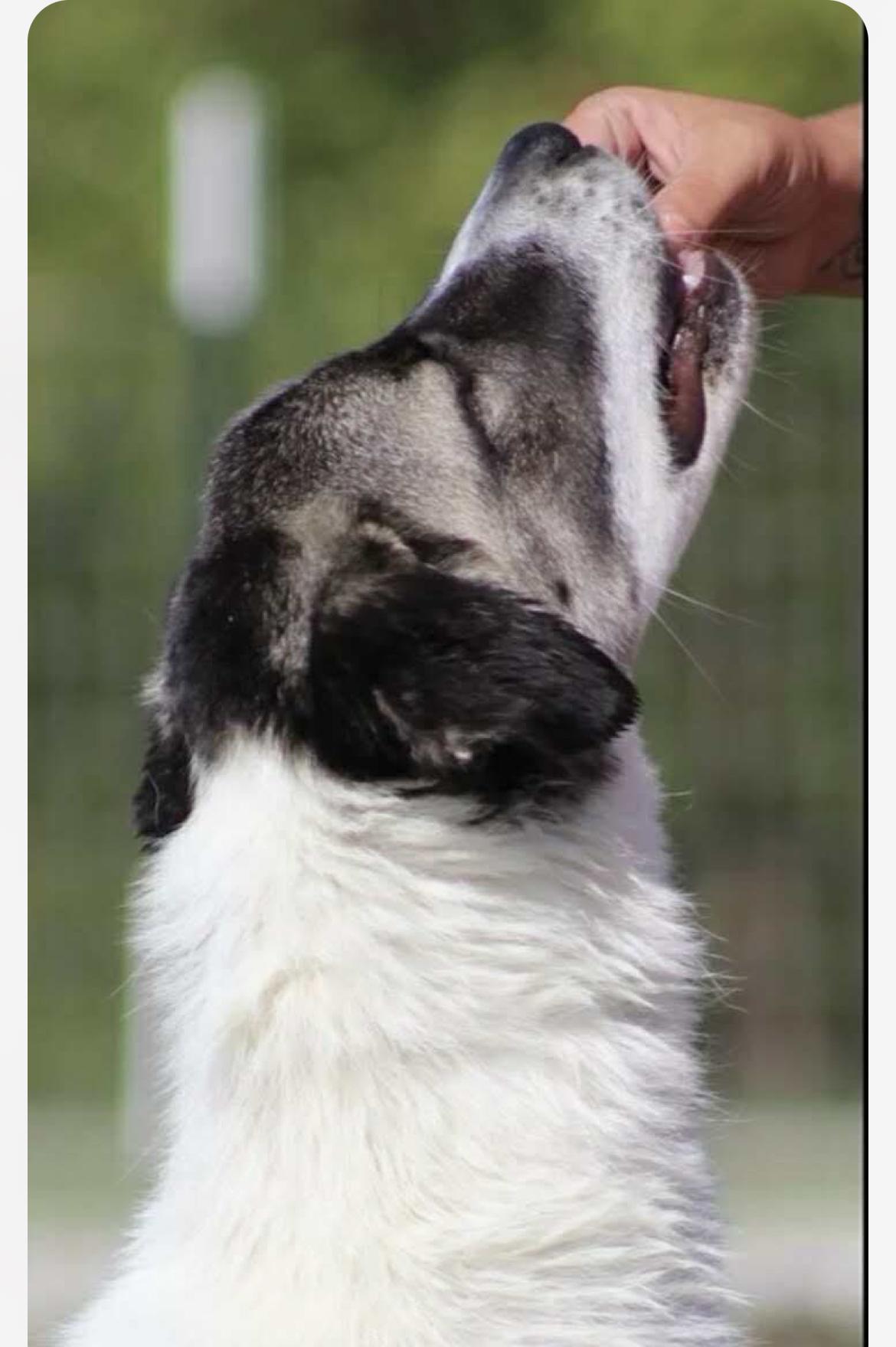 Enlarge Judy cs, a Adoptable mixed breed in Columbia, MD image 4/4