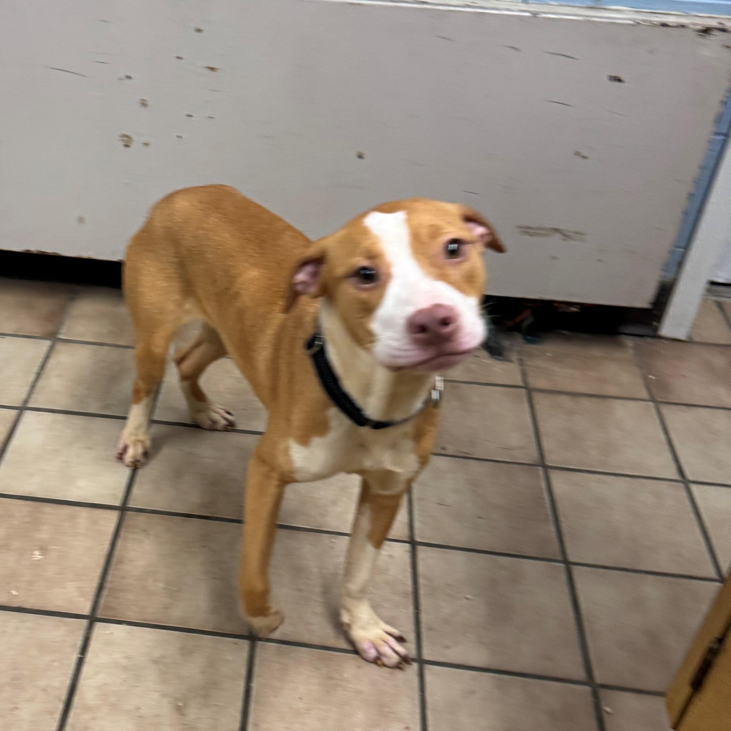 Enlarge Valentina, a Adoptable Pit Bull Terrier in Edison, NJ image 1/1