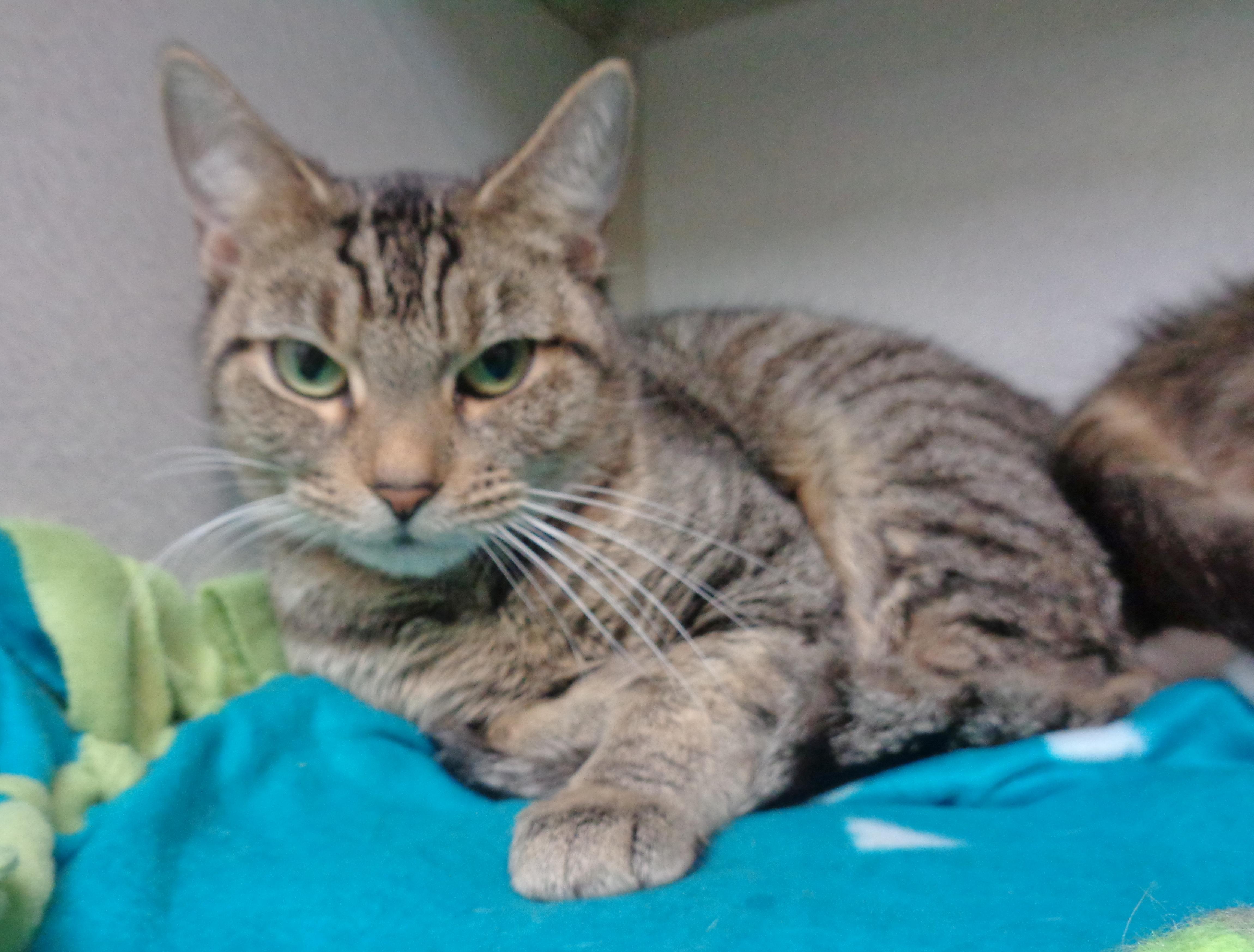Enlarge ETHEL, an adoptable Tiger in Delhi, NY image 2/6