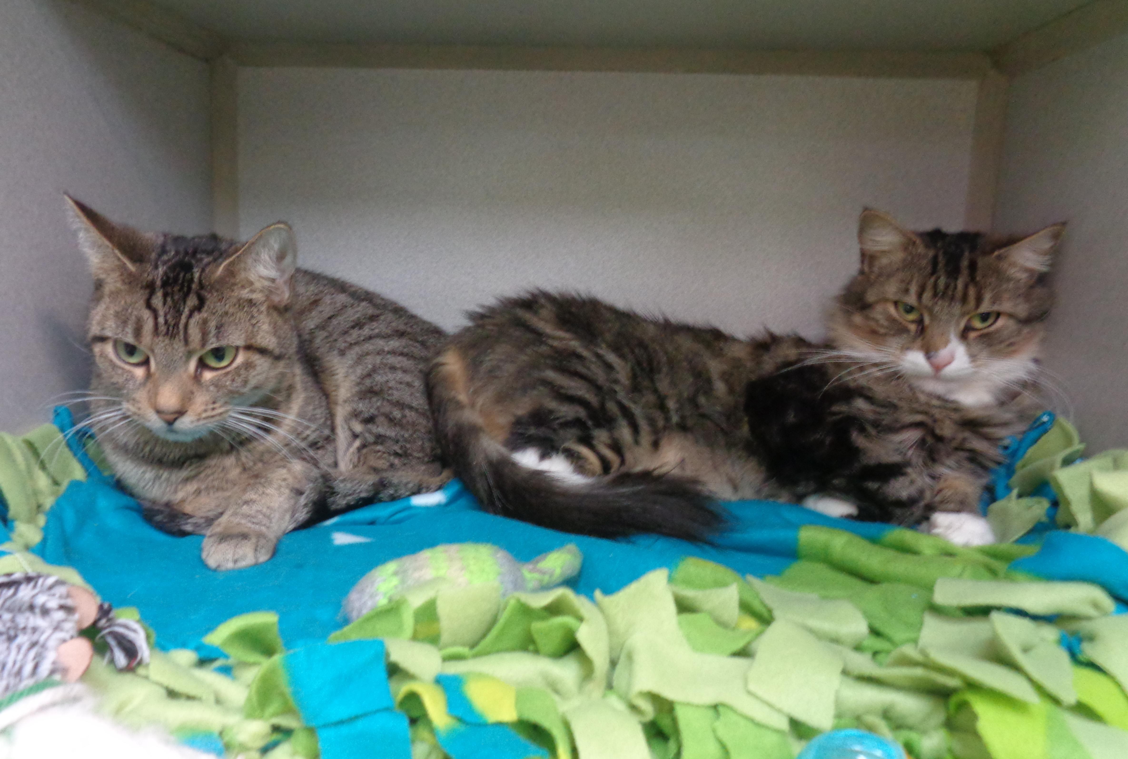 Enlarge ETHEL, an adoptable Tiger in Delhi, NY image 3/6