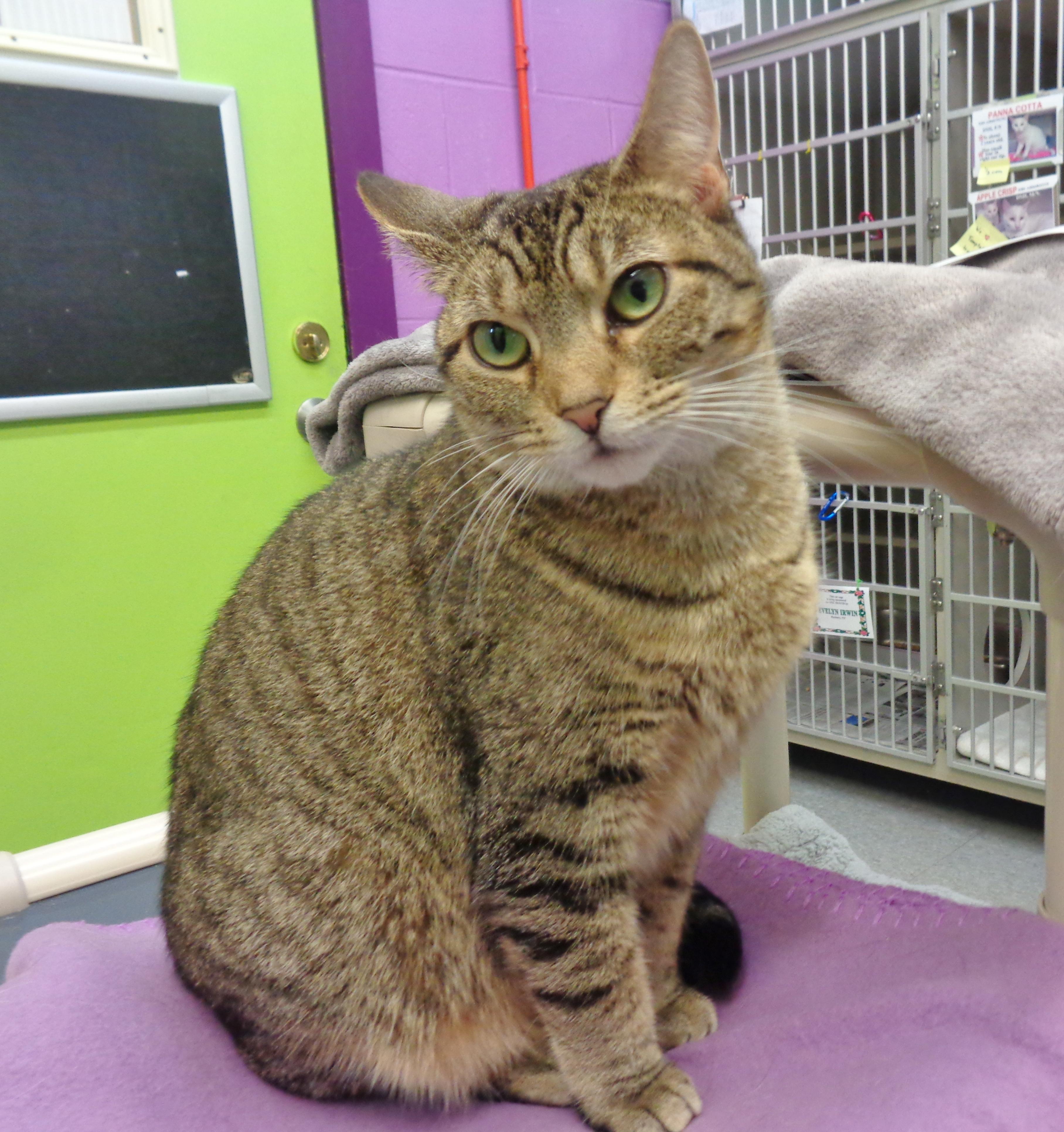 ETHEL, an adoptable Tiger in Delhi, NY image 2/5