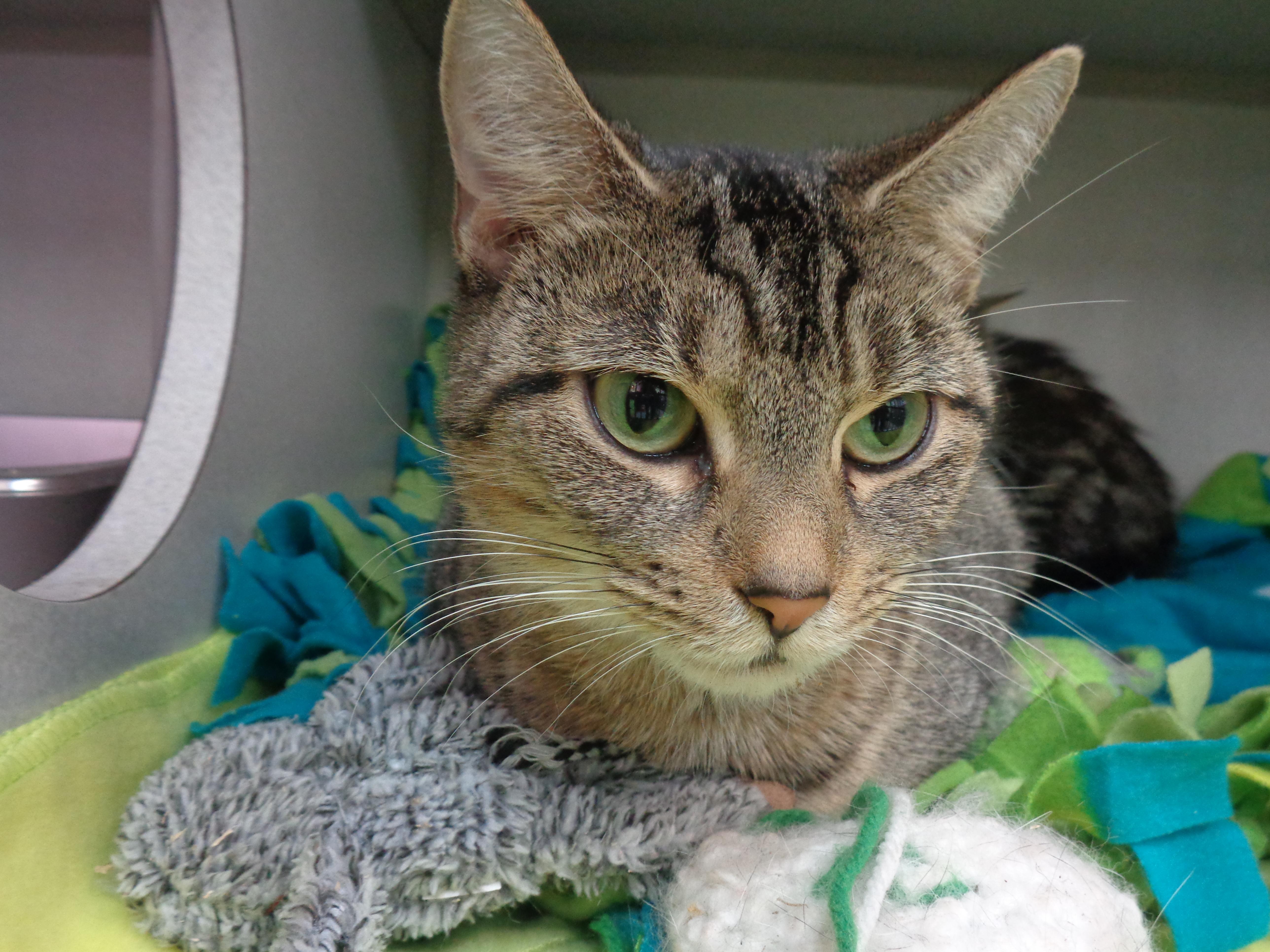 Enlarge ETHEL, an adoptable Tiger in Delhi, NY image 4/6