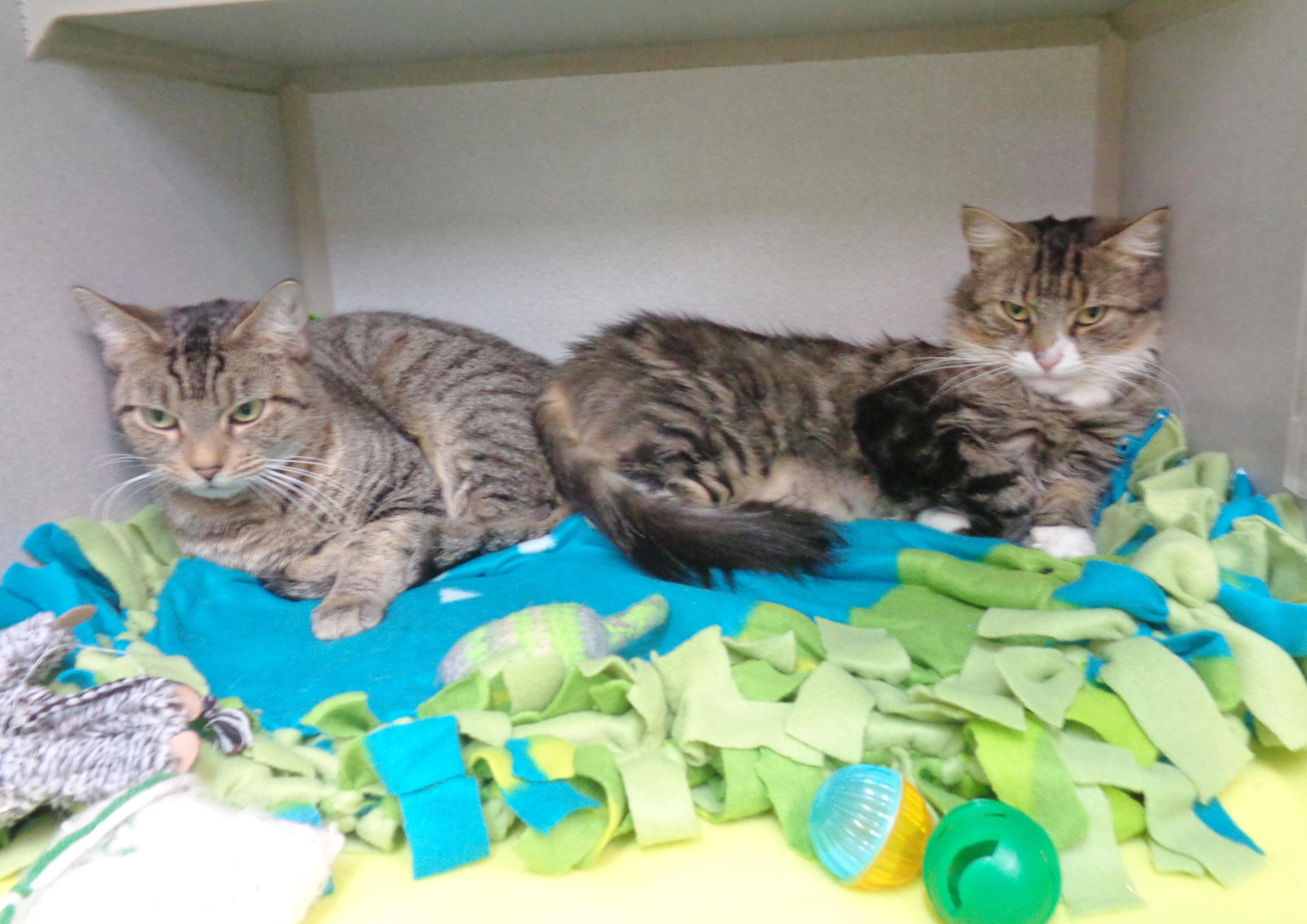 Enlarge ETHEL, an adoptable Tiger in Delhi, NY image 5/6