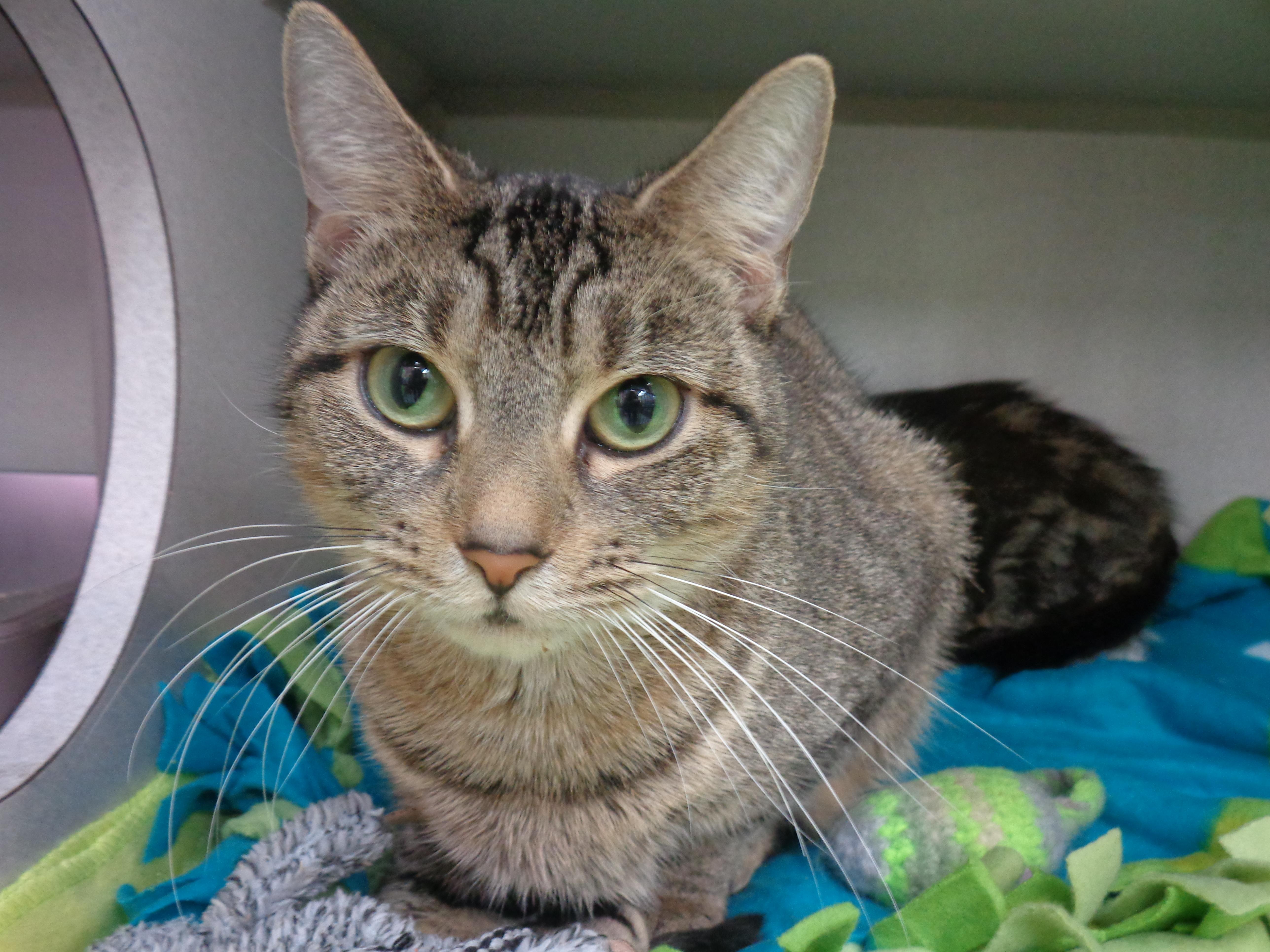 ETHEL, Adoptable, Young Female Tiger.