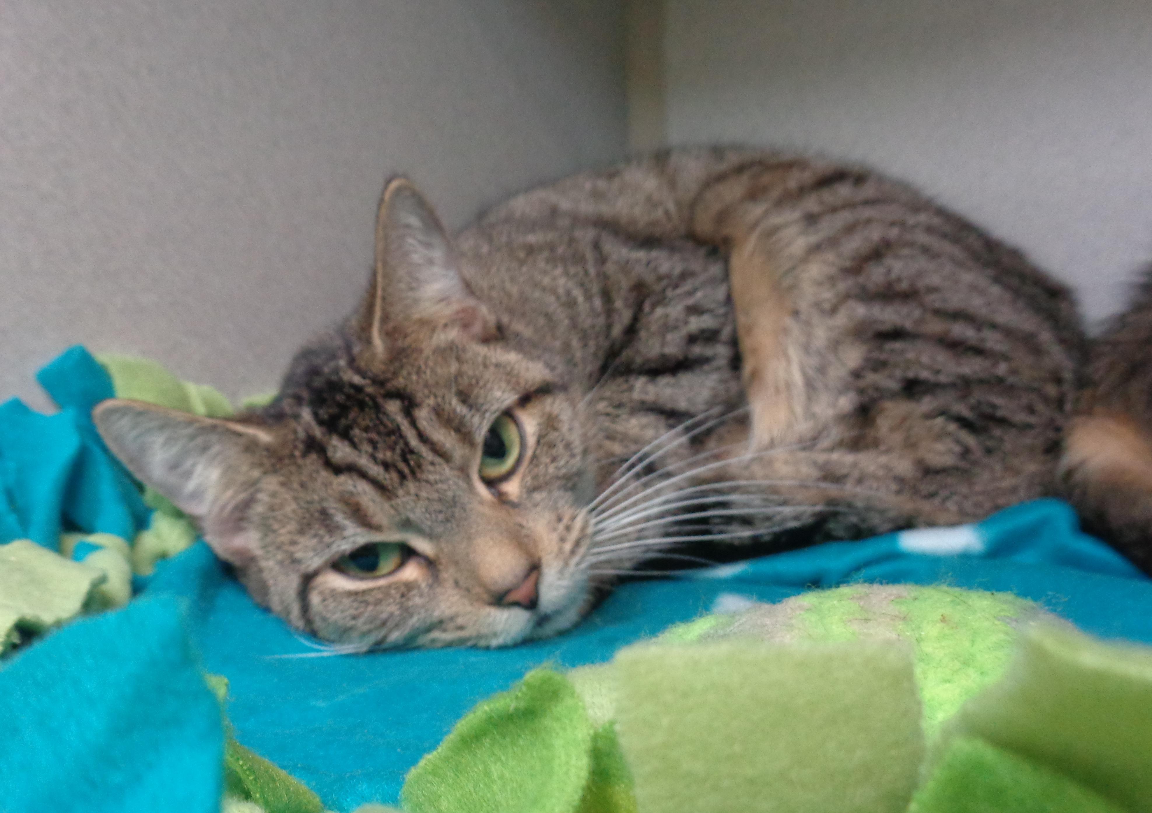 Enlarge ETHEL, an adoptable Tiger in Delhi, NY image 6/6