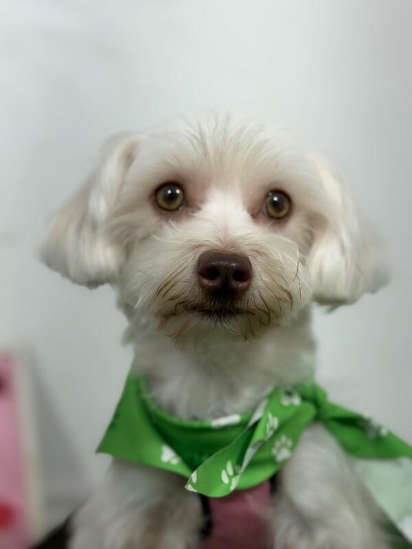 Enlarge Tootsies-One of our Amazing Rescue Dogs, a Adopted mixed breed in Campbell, CA image 1/1