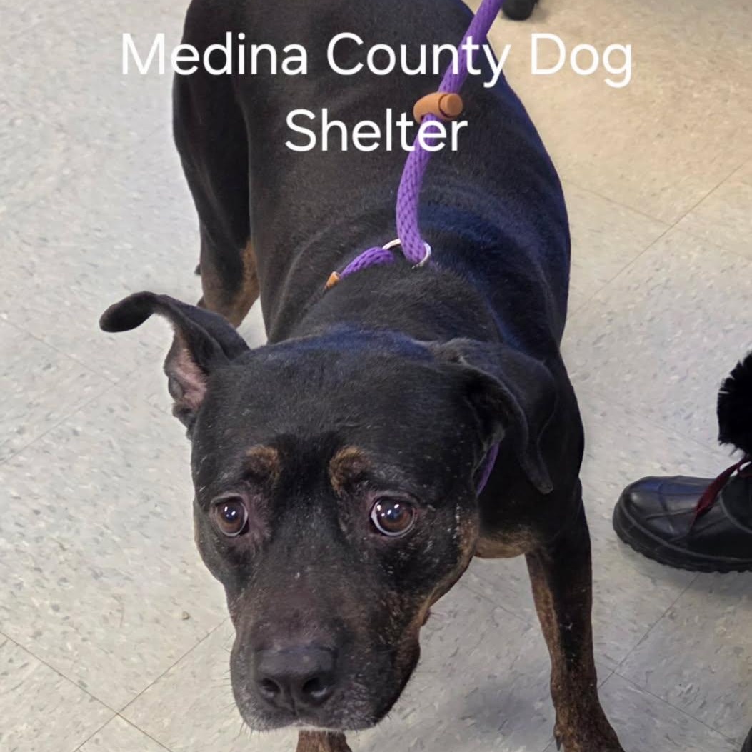 Enlarge Minka, a ADOPTABLE mixed breed in Medina, OH image 2/2