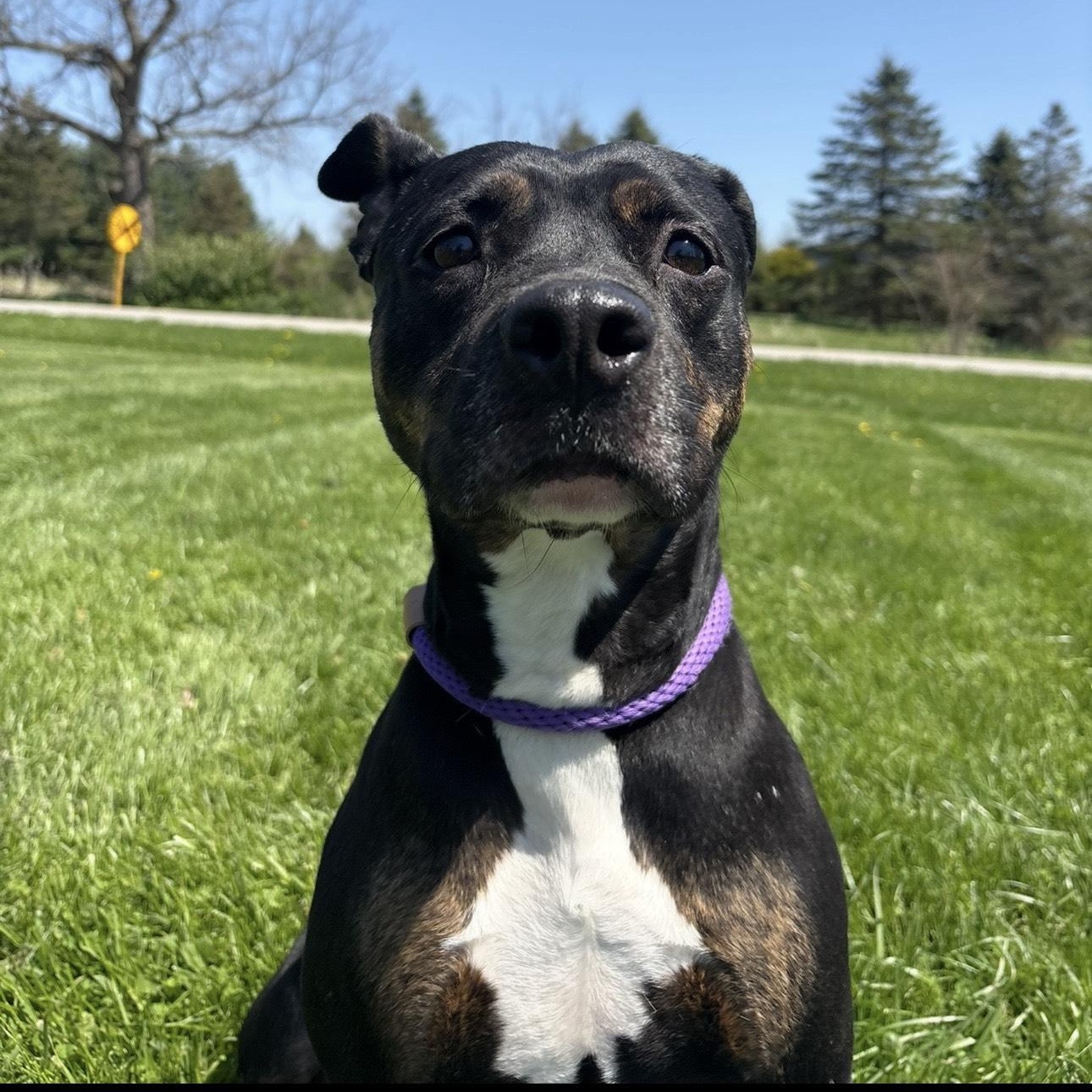 Minka, ADOPTABLE, Adult Female Rottweiler.