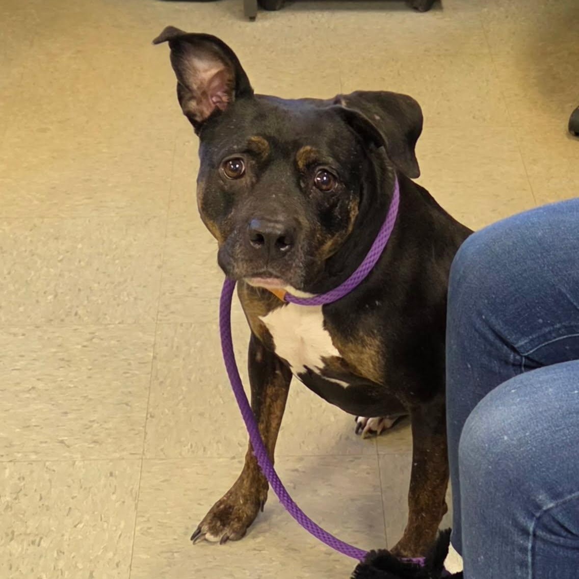 Enlarge Minka, a ADOPTABLE mixed breed in Medina, OH image 1/2