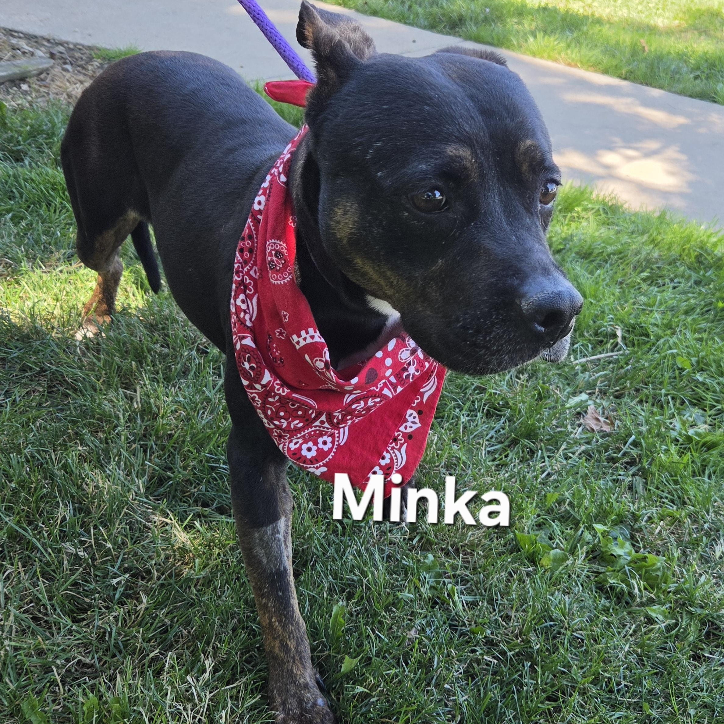 Enlarge Minka, a ADOPTABLE mixed breed in Medina, OH image 2/5