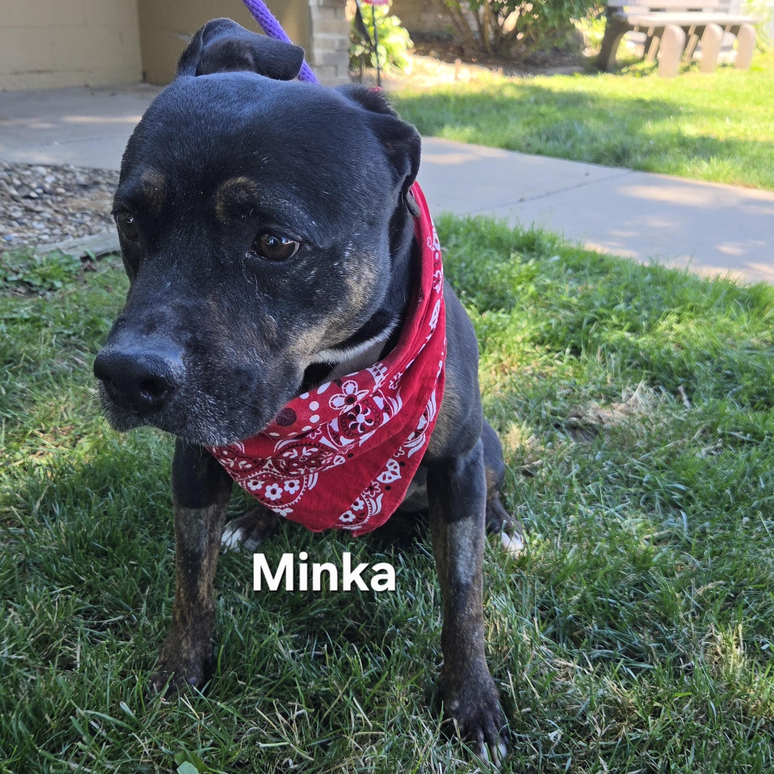 Enlarge Minka, a ADOPTABLE mixed breed in Medina, OH image 1/5