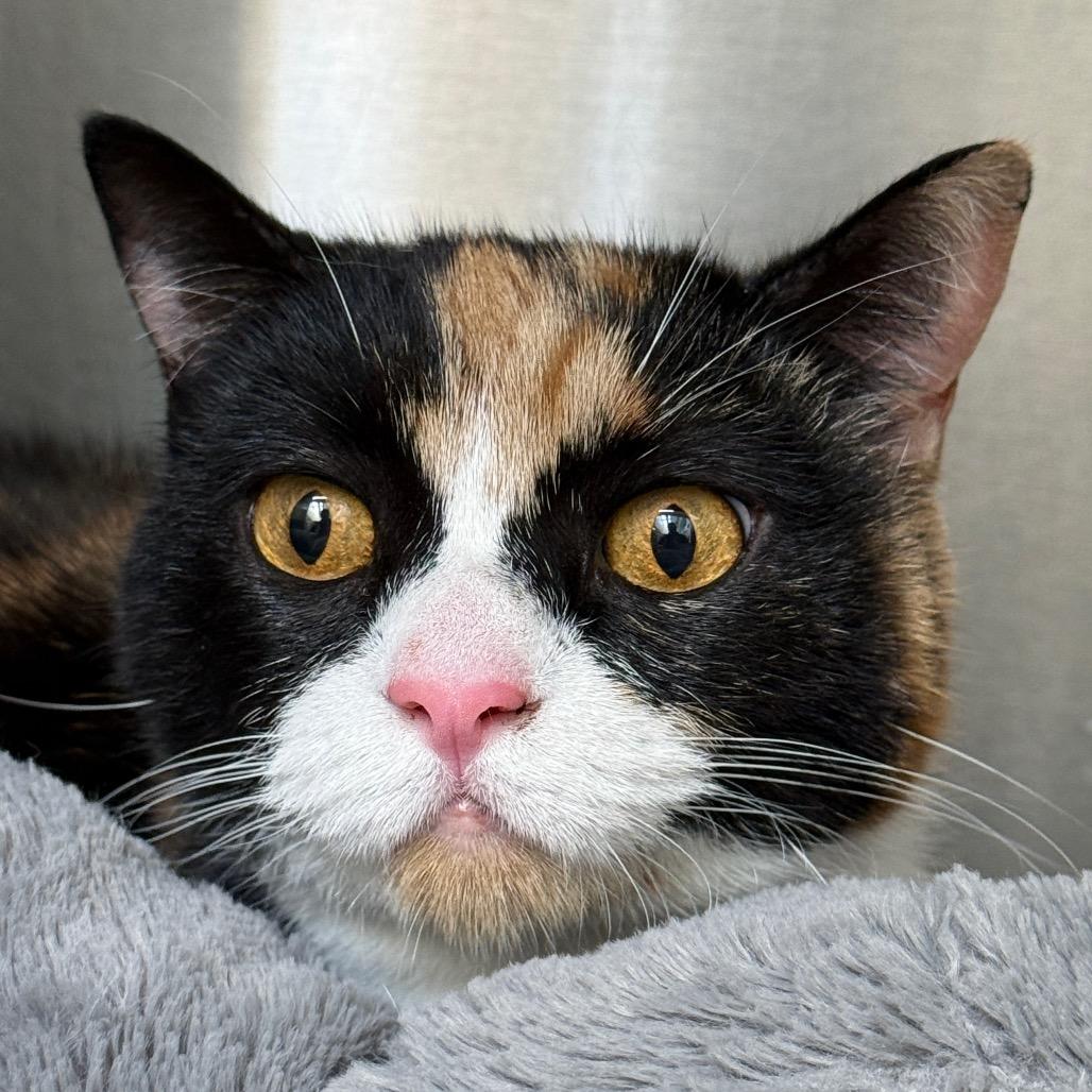 Kitty, Adoptable, Adult Female Domestic Long Hair.